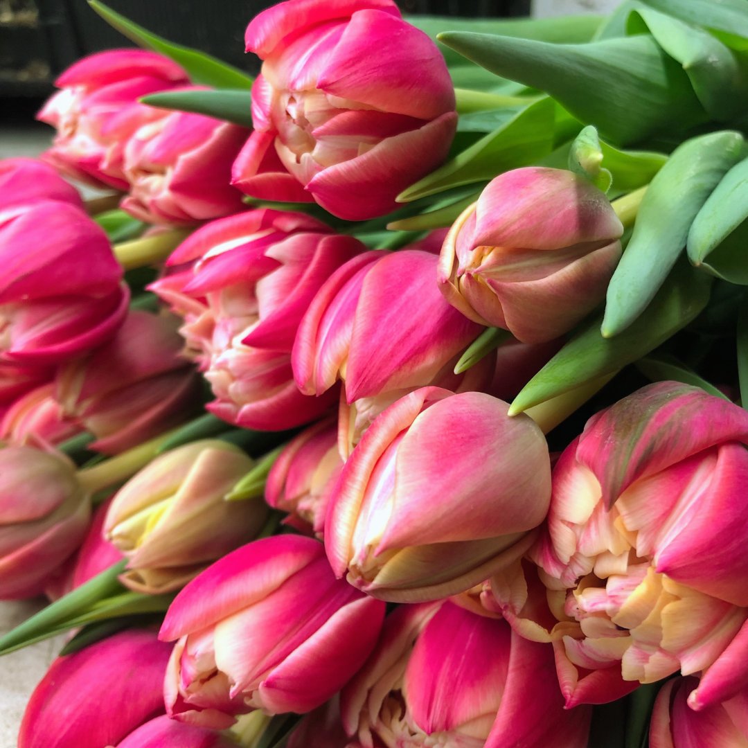 Double Early 'Columbus' Tulip – Fall Bulb Preorder (10 Bulbs)