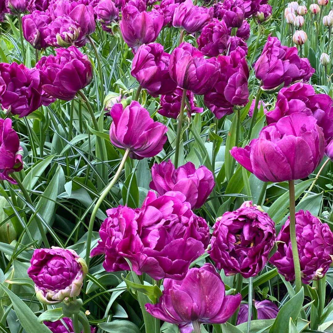 Double Mid 'Double Negrita' Tulip – Fall Bulb Preorder (10 Bulbs)