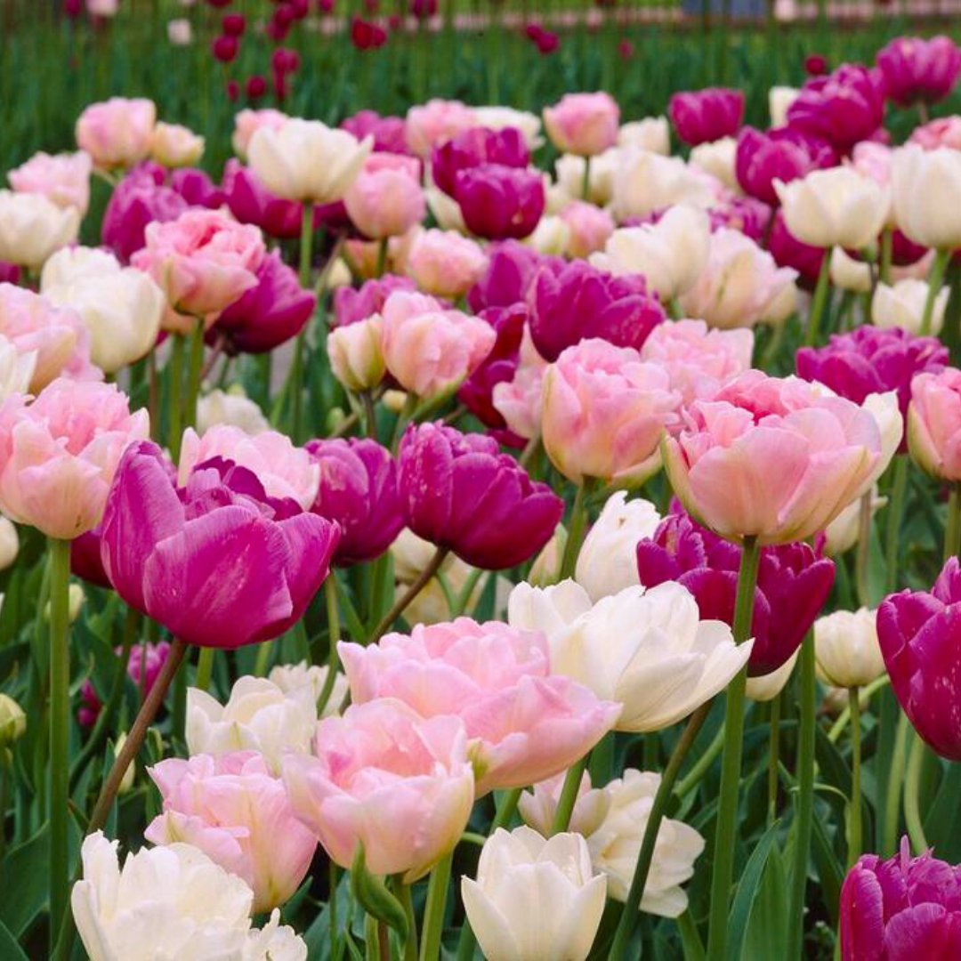 Double Mid 'Romantic Tulip' Mix – Fall Bulb Preorder (10 Bulbs)