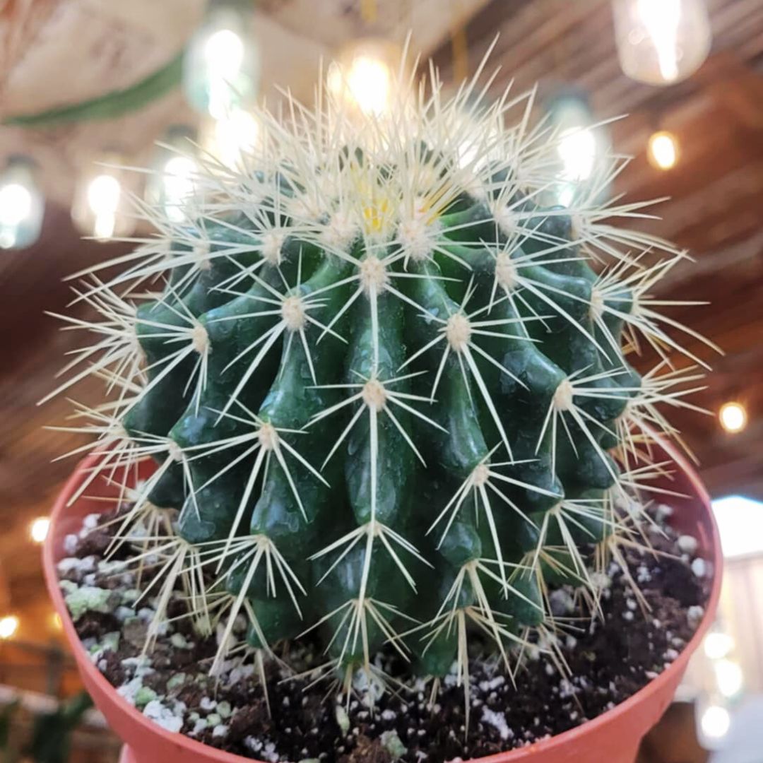 Golden Barrel Cactus 🪴