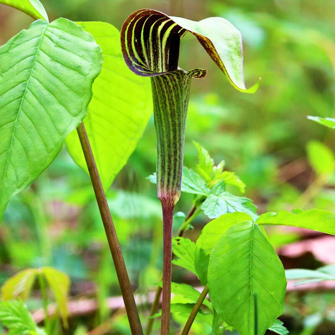 Jack-in-the-Pulpit — Spring Bulb 🌱