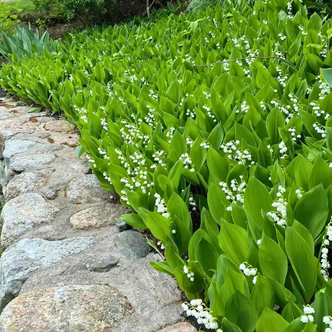 Lily of the Valley — Spring Bulb 🌱