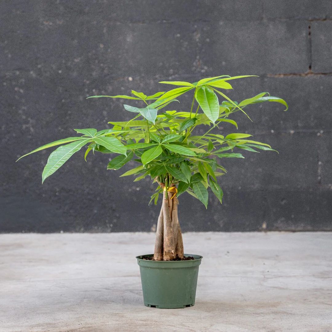 'Lucky Charm' Money Tree 🪴