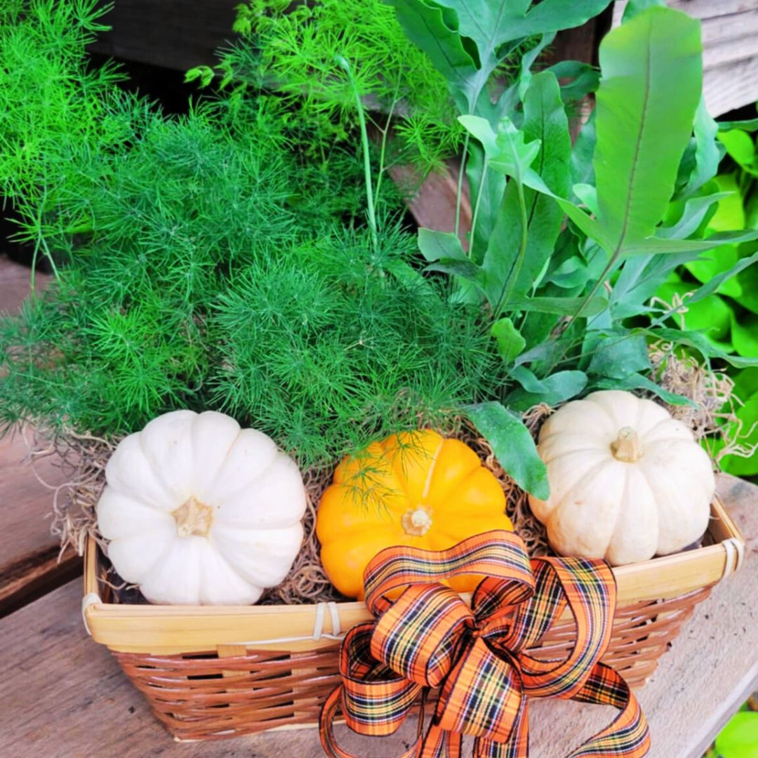 Fiddle Fronds & Fest Basket