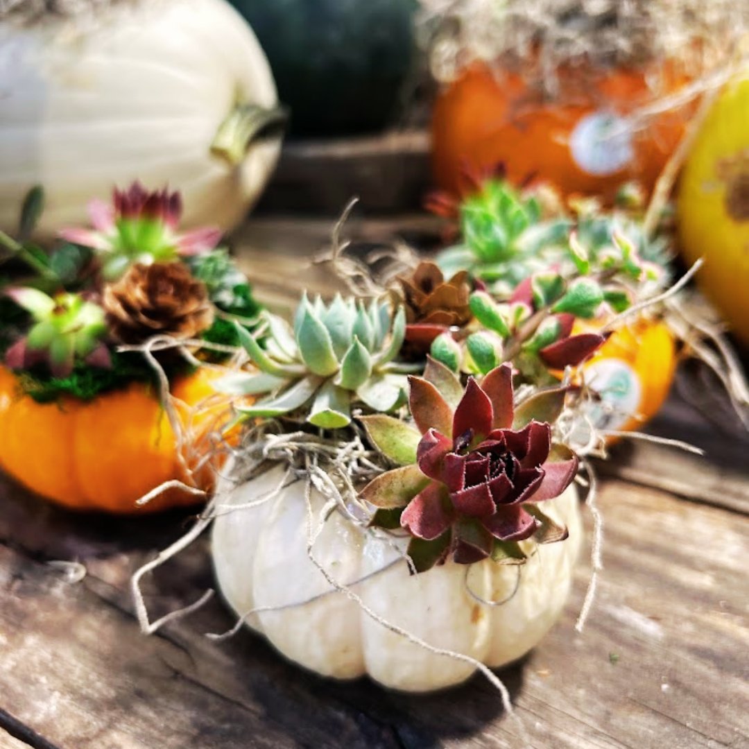 Succulent Pumpkins