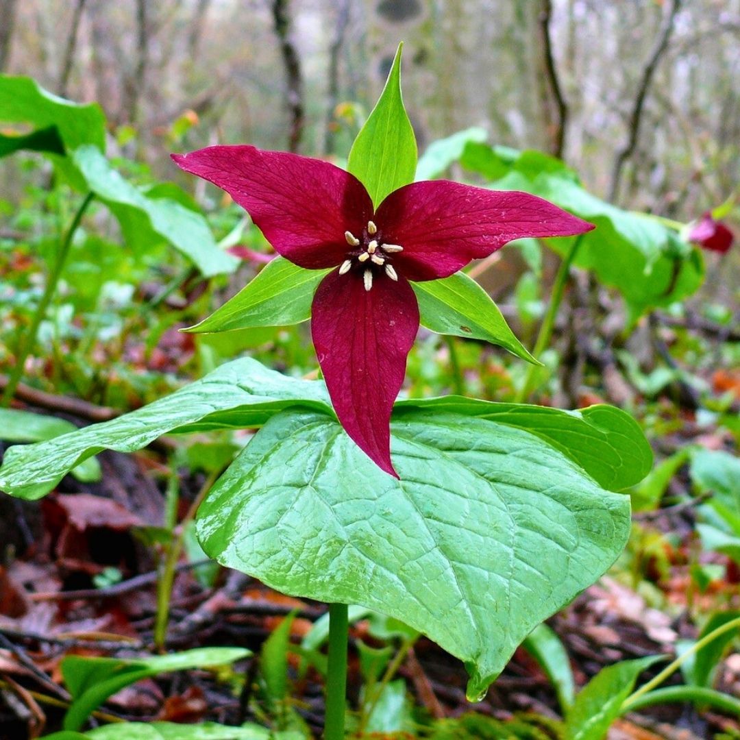 Trillium 'Wake-Robin Red'— Spring Bulb 🌱