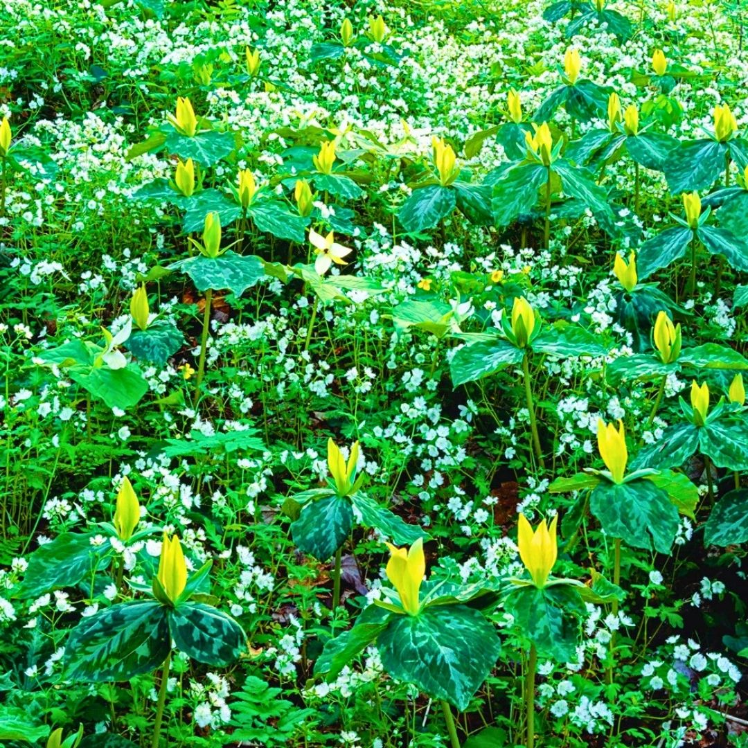 Trillium 'Wake-Robin Yellow'โ Spring Bulb ๐ฑ