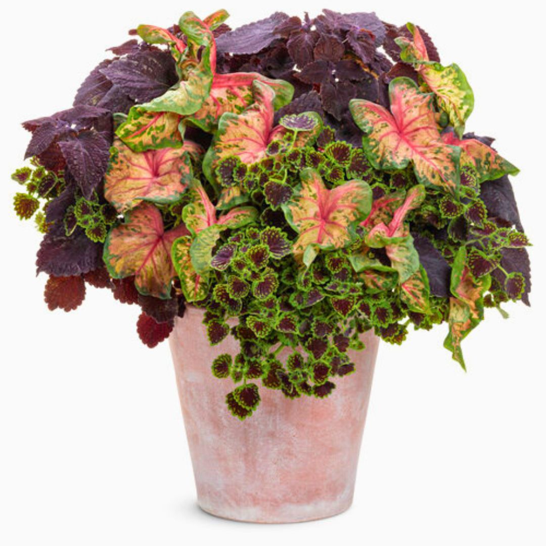 Caladium 'Clowning Around'