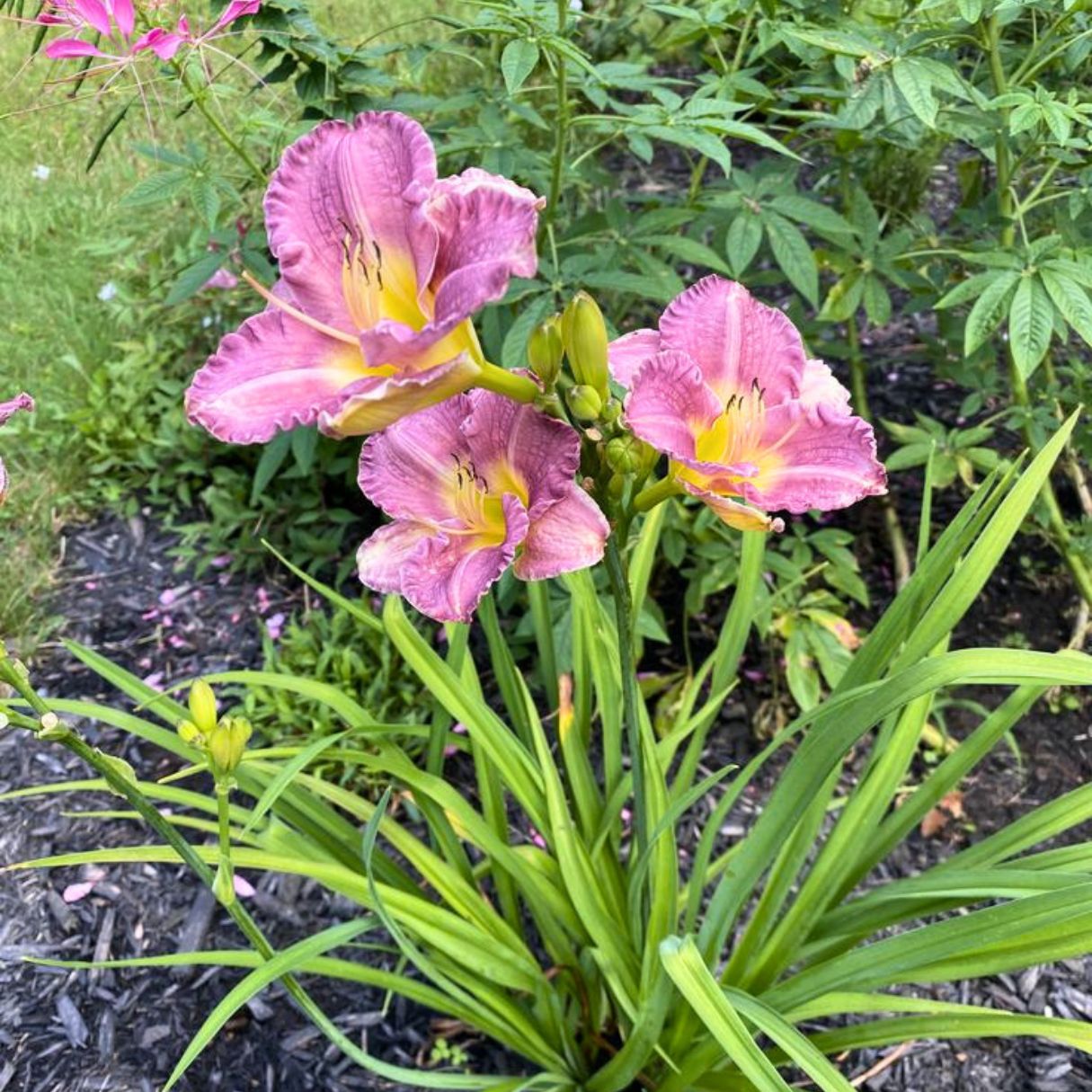 Entrapment Daylily