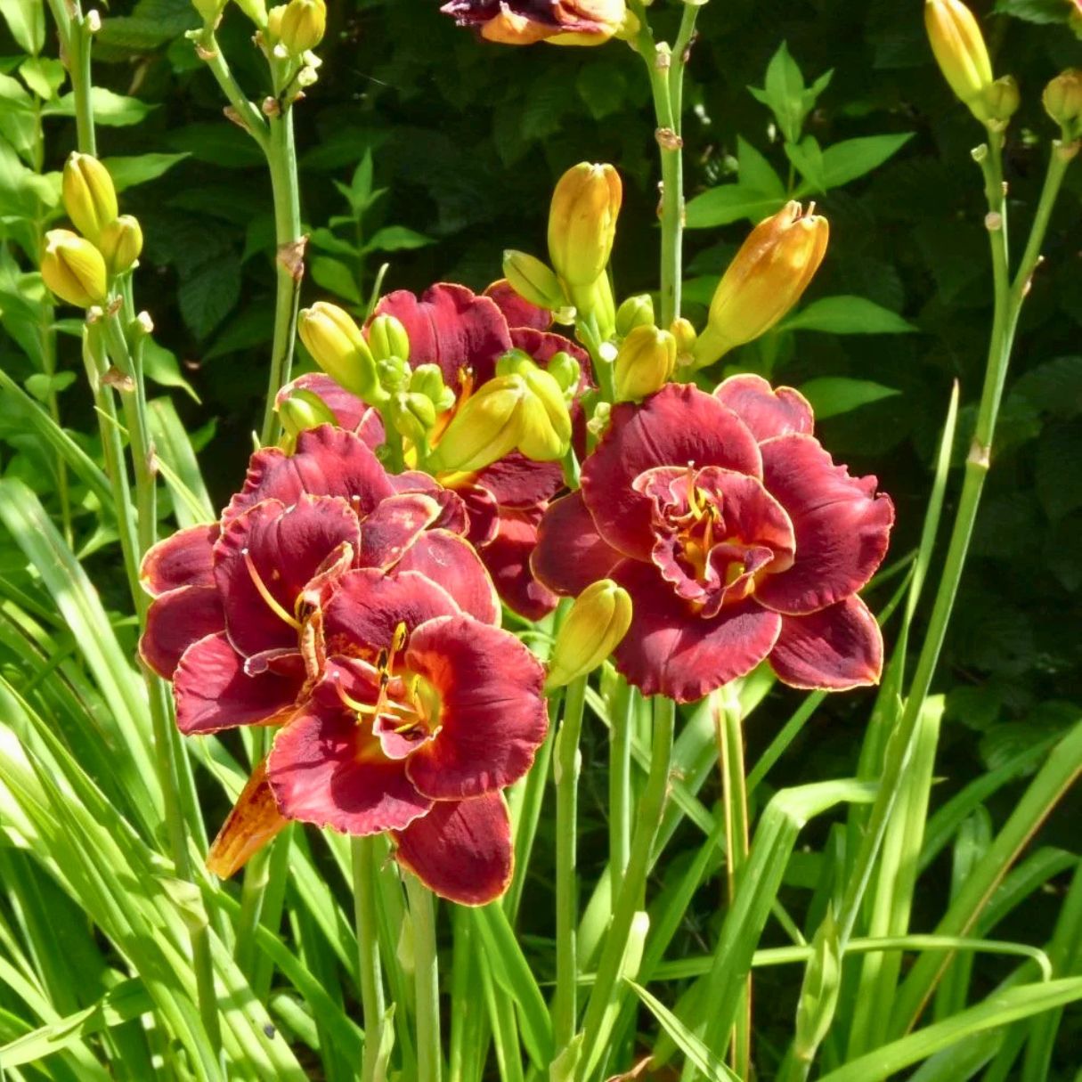 Night Embers Daylily