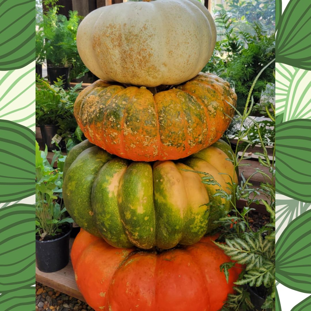 Harvest Pumpkin Stacks