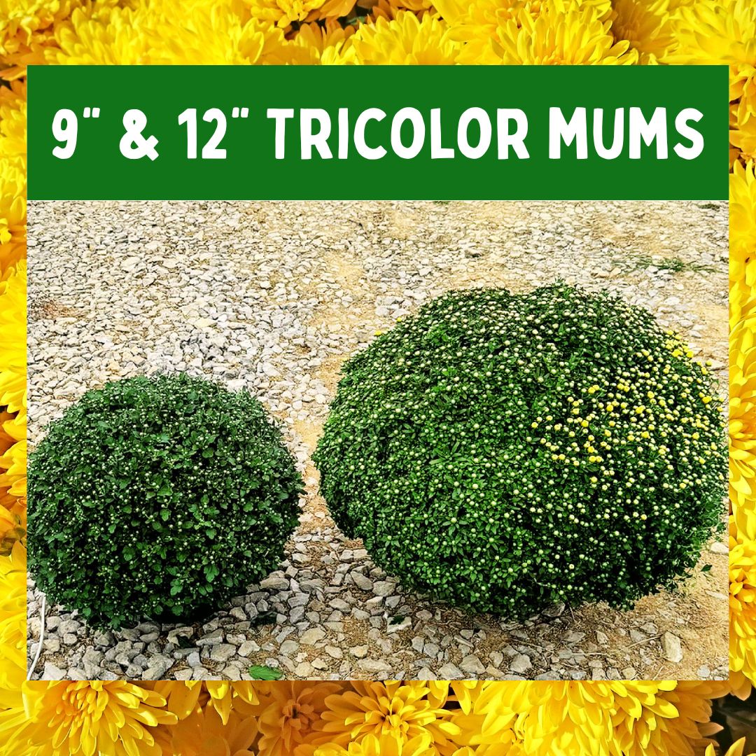 Mum-Believable Tricolor