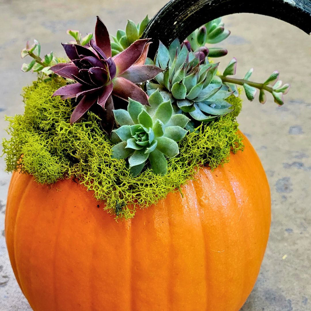 Succulent Pumpkins