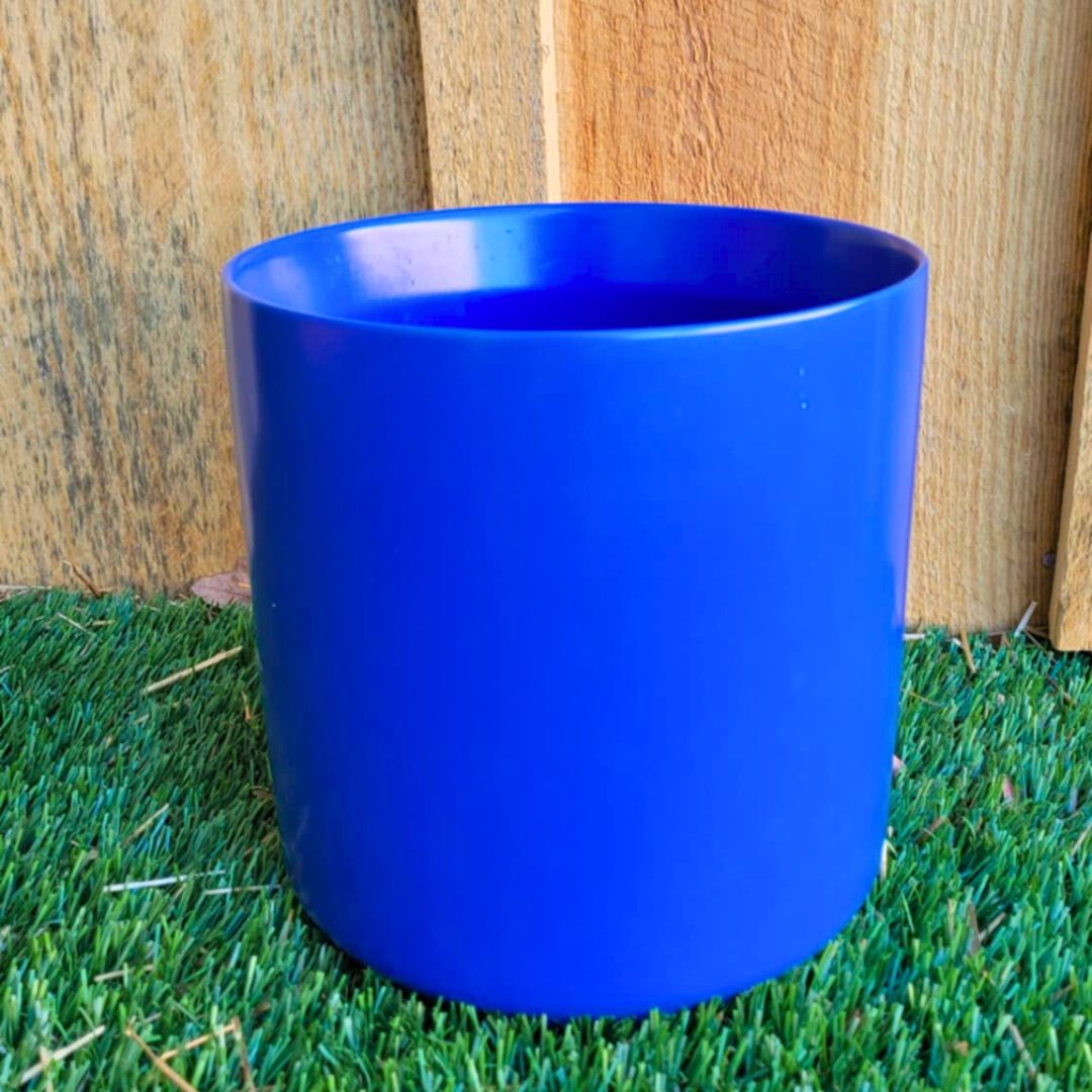 'Lucky Charm' Money Tree