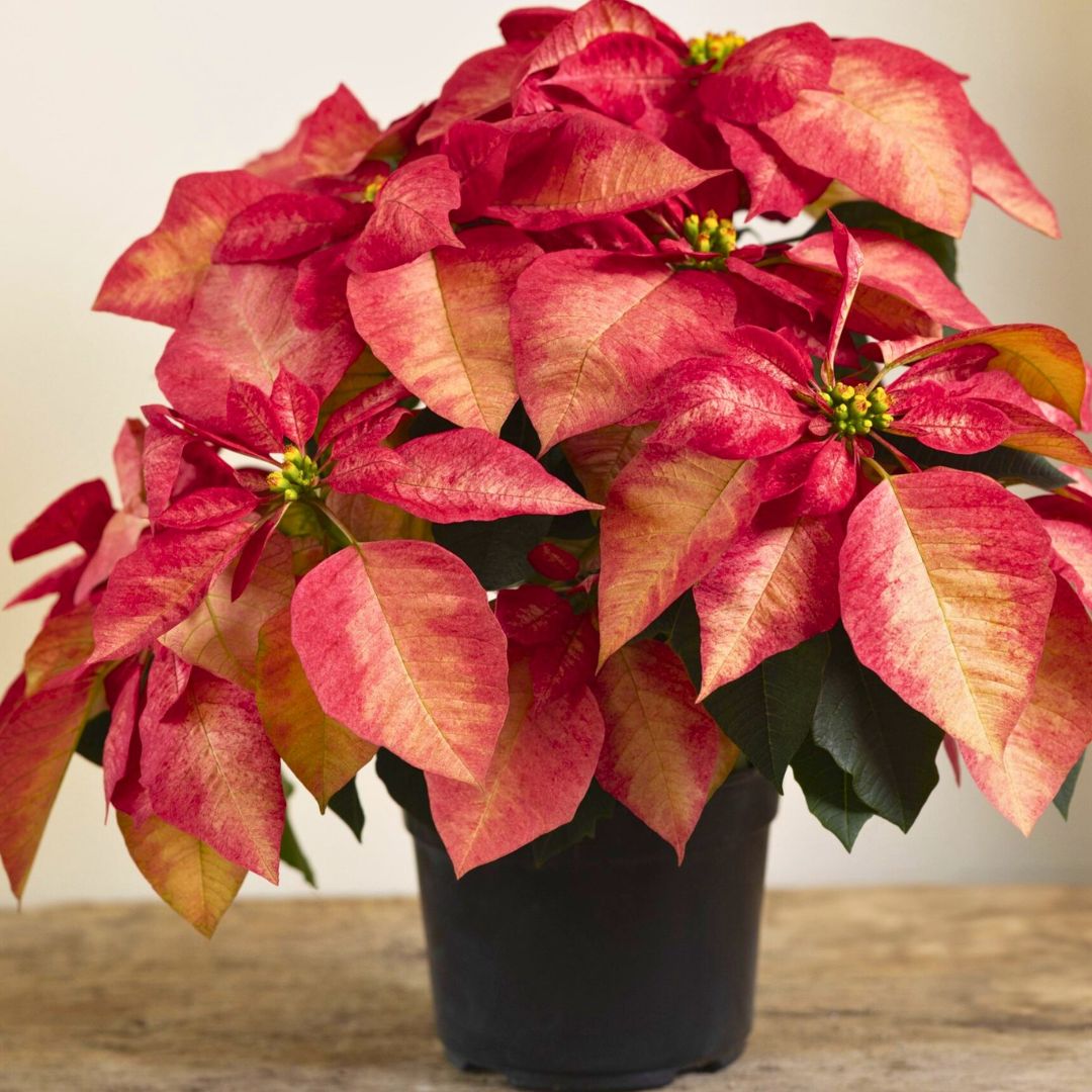 'Frosted Frond' Poinsettia