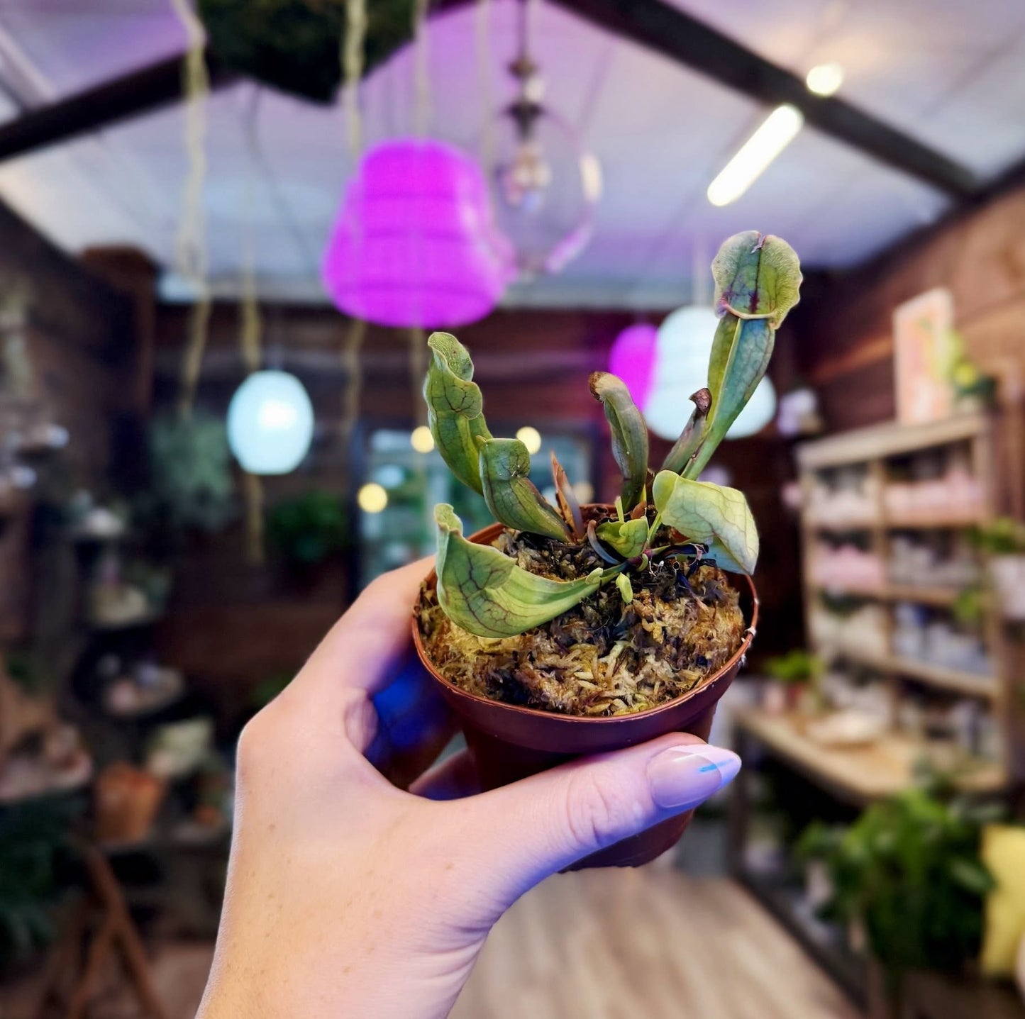 Purple Pitcher Plant
