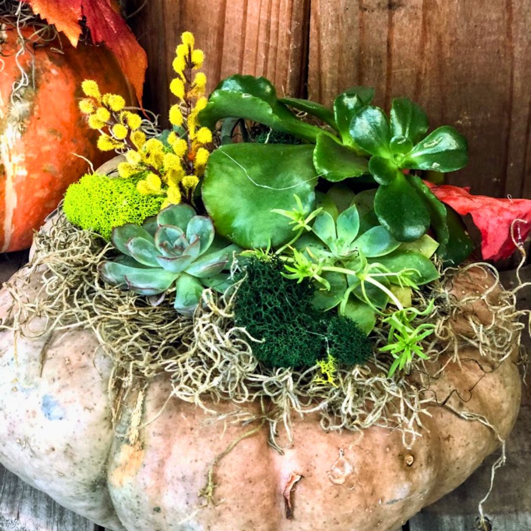 succulent pumpkins Succulent Pumpkins – Fiddleheads Garden Center