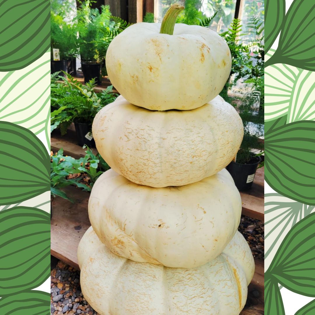 Harvest Pumpkin Stacks
