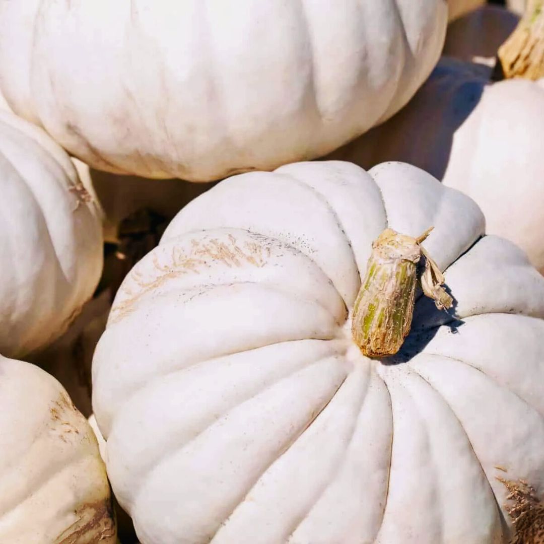 Harvest Pumpkin Stacks