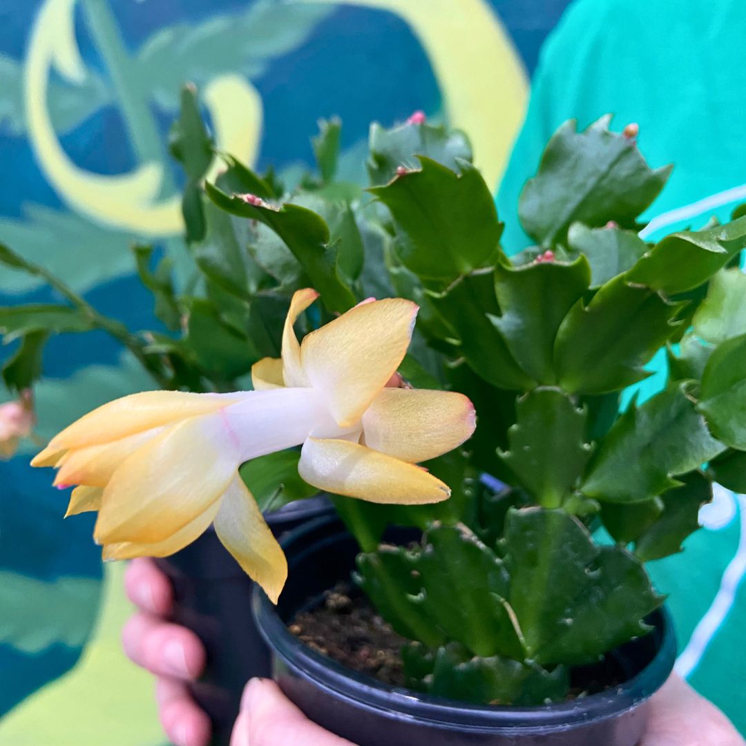 Lemon Twist Christmas Cactus