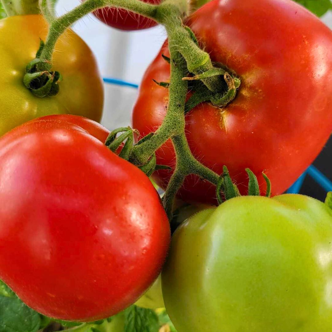 Winter Market Produce Subscription Box (Biweekly)