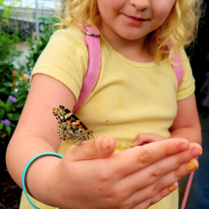 Pollinator Pavilion Butterfly Release Experience