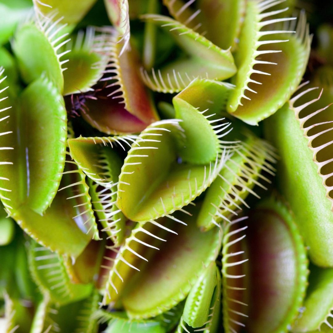 Venus Fly Trap - Foliage Fest Preorder