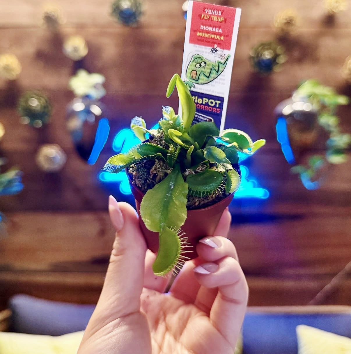 Venus Fly Trap