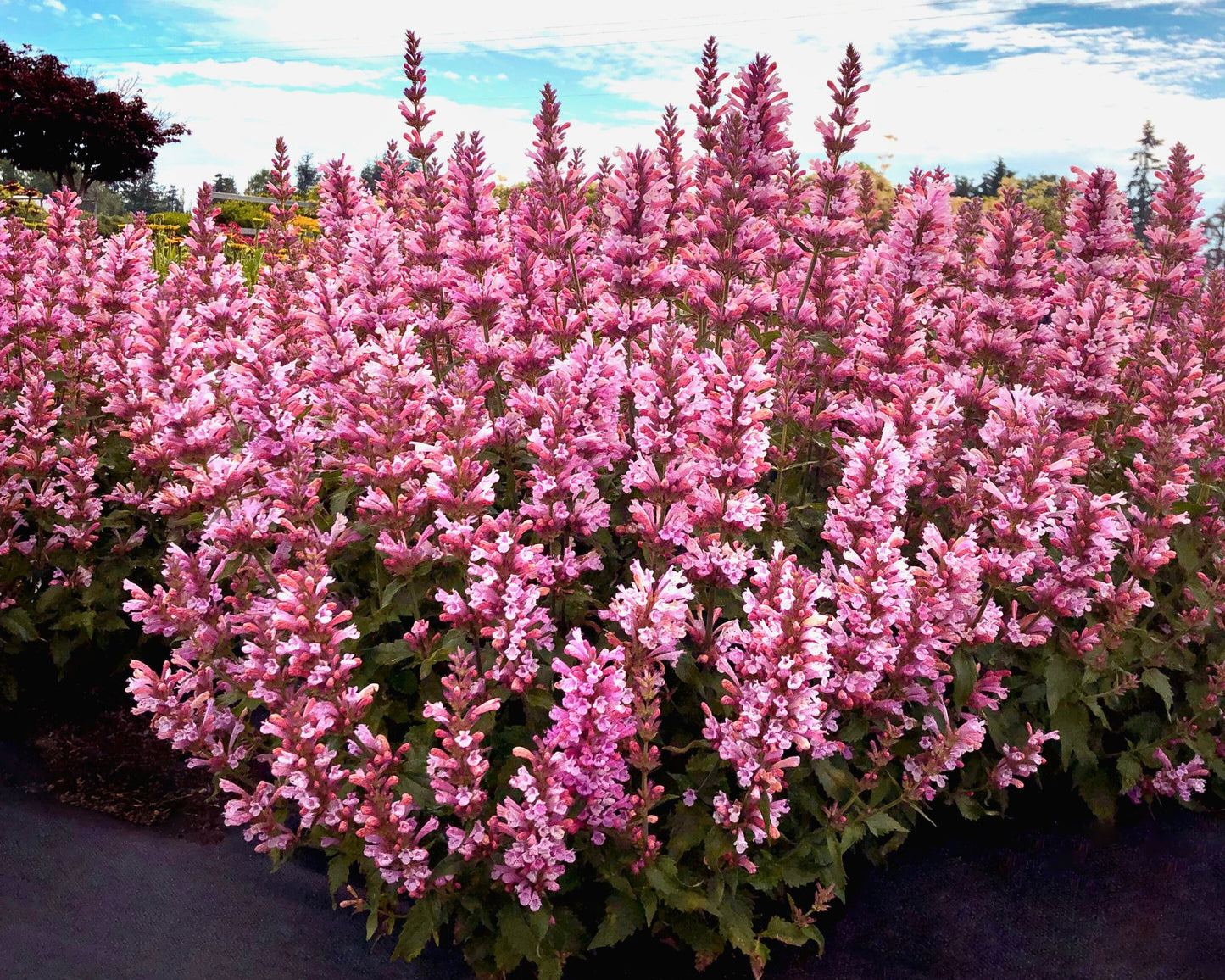 Agastache ‘Pink Pearl’ — Cotton‑Candy Hummingbird Mint