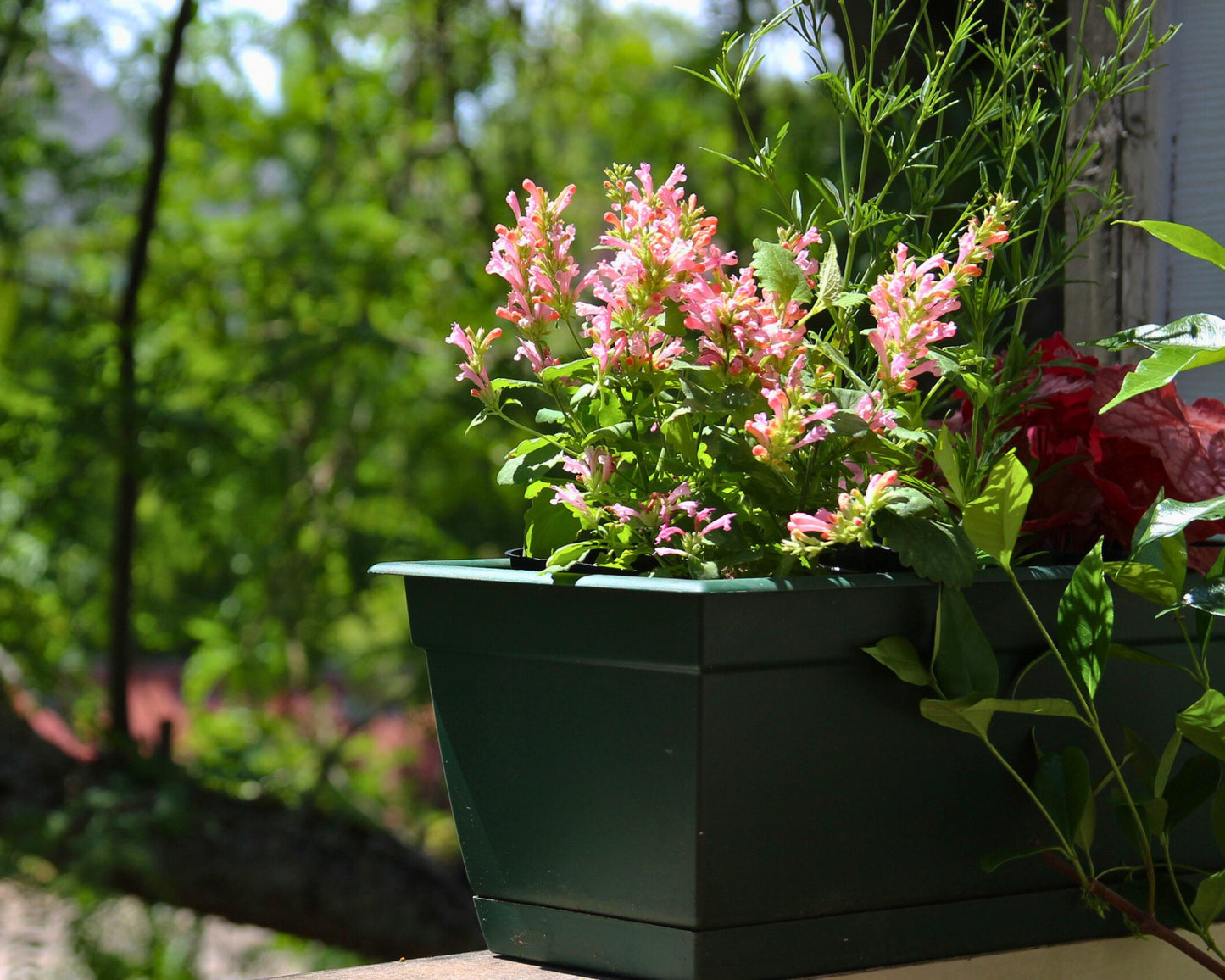 Agastache ‘Pink Pearl’ — Cotton‑Candy Hummingbird Mint