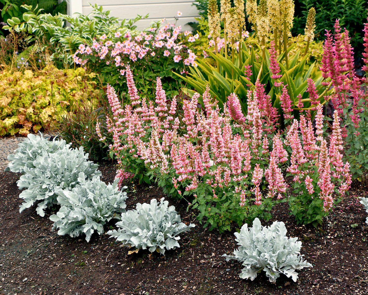 Agastache ‘Pink Pearl’ — Cotton‑Candy Hummingbird Mint