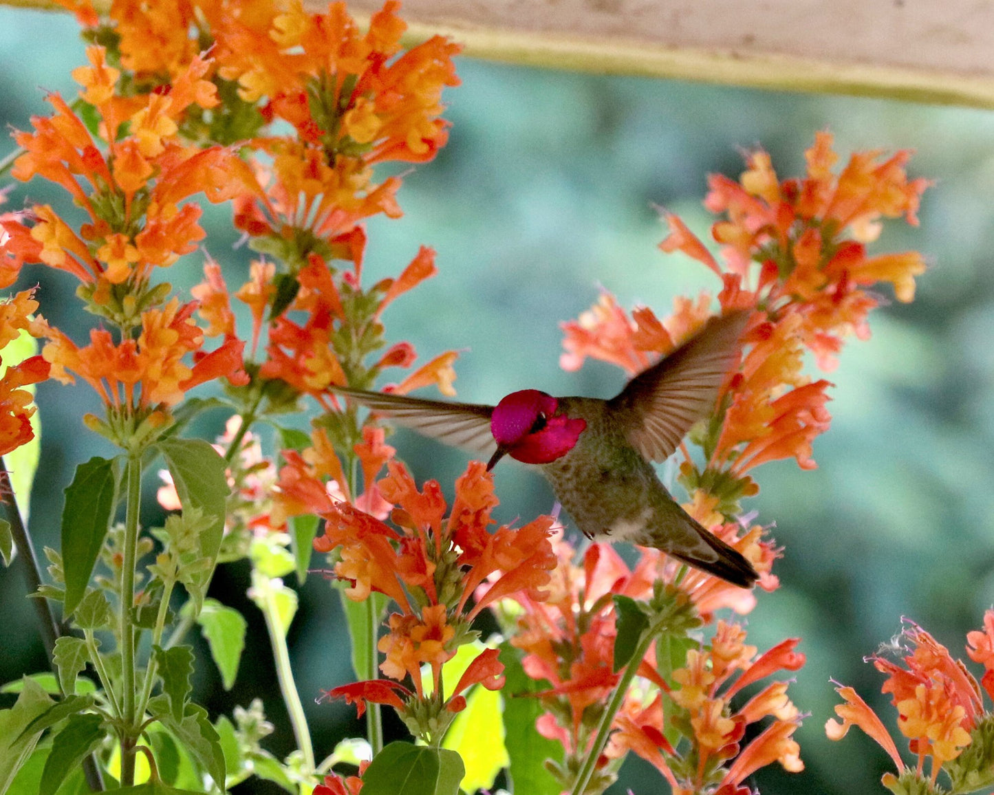 Agastache Poquito Orange — Tangerine Fireworks - Hummingbird Mint