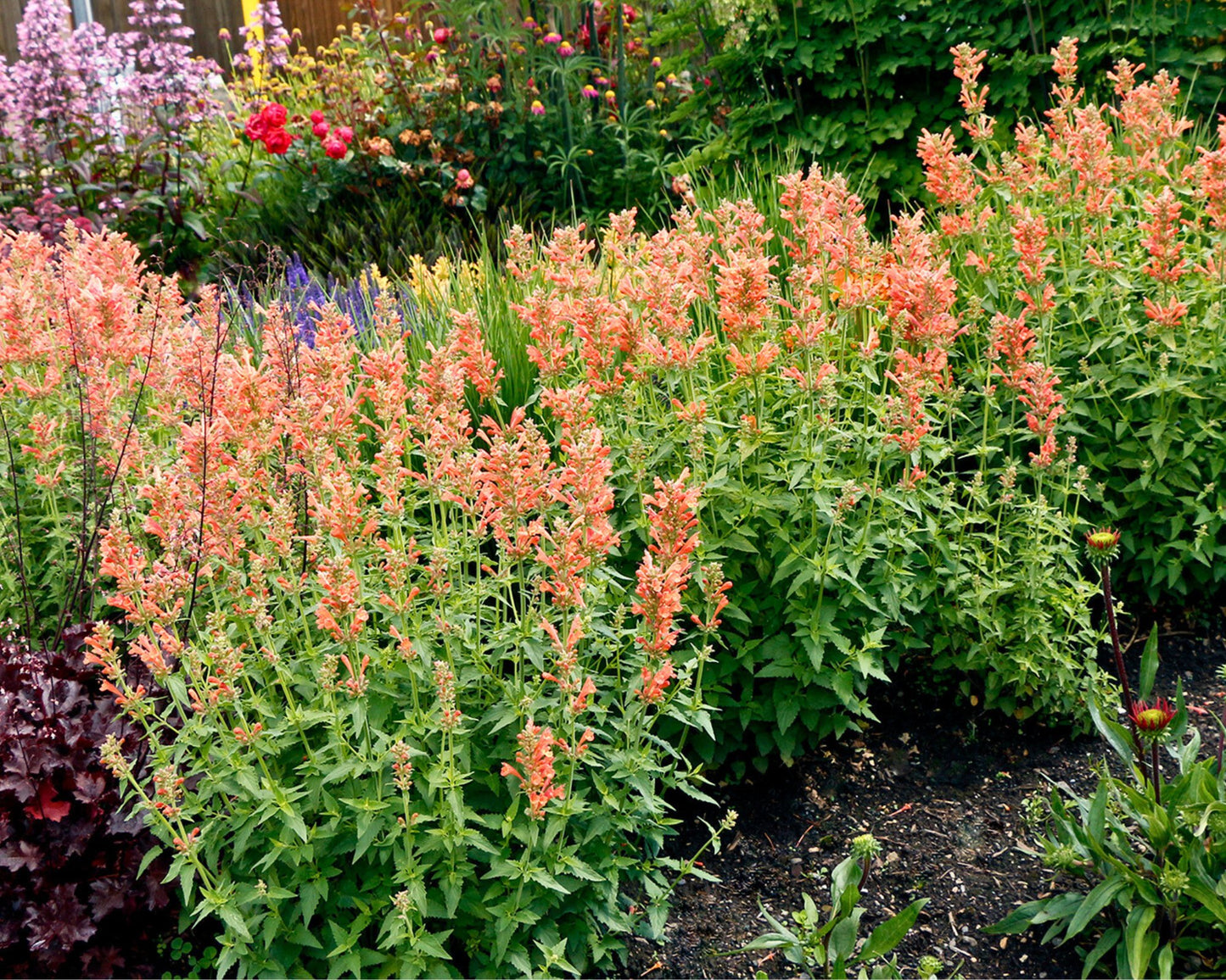 Agastache Poquito Orange — Tangerine Fireworks - Hummingbird Mint