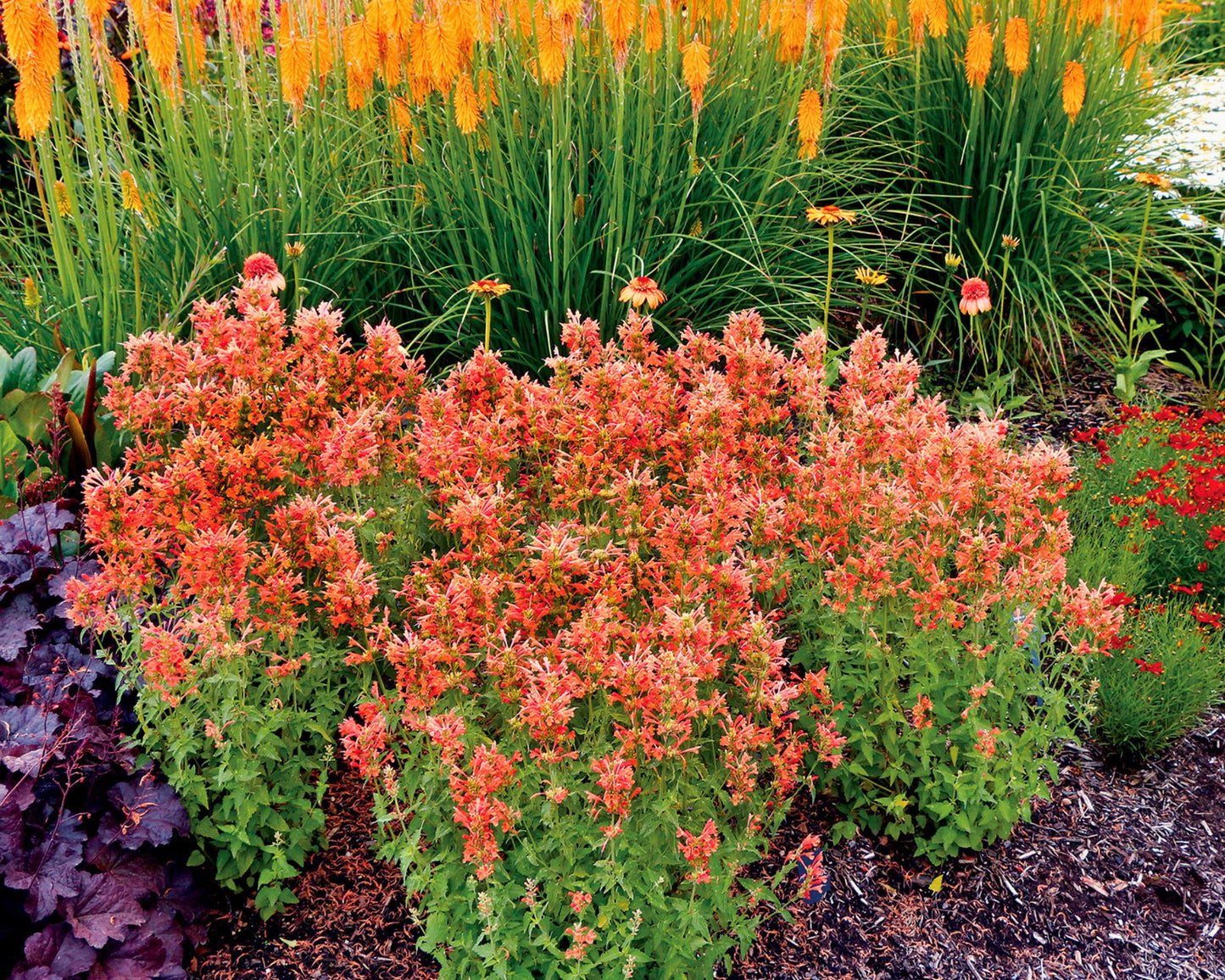 Agastache Poquito Orange — Tangerine Fireworks - Hummingbird Mint