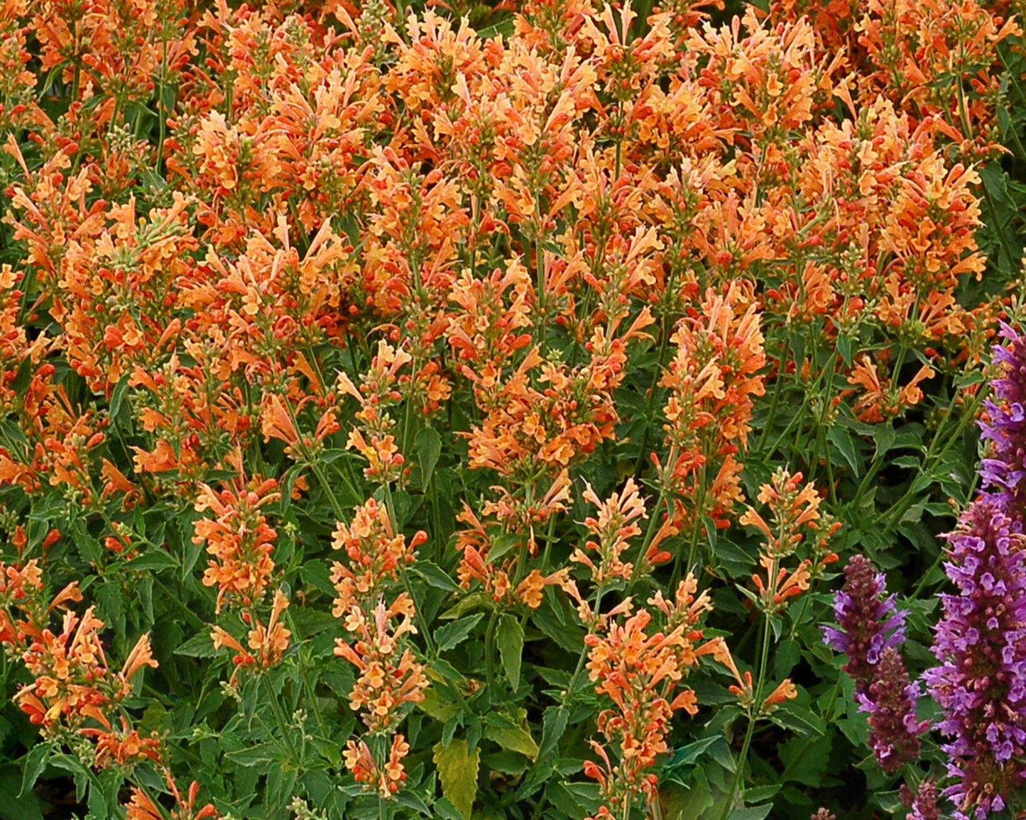 Agastache Poquito Orange — Tangerine Fireworks - Hummingbird Mint