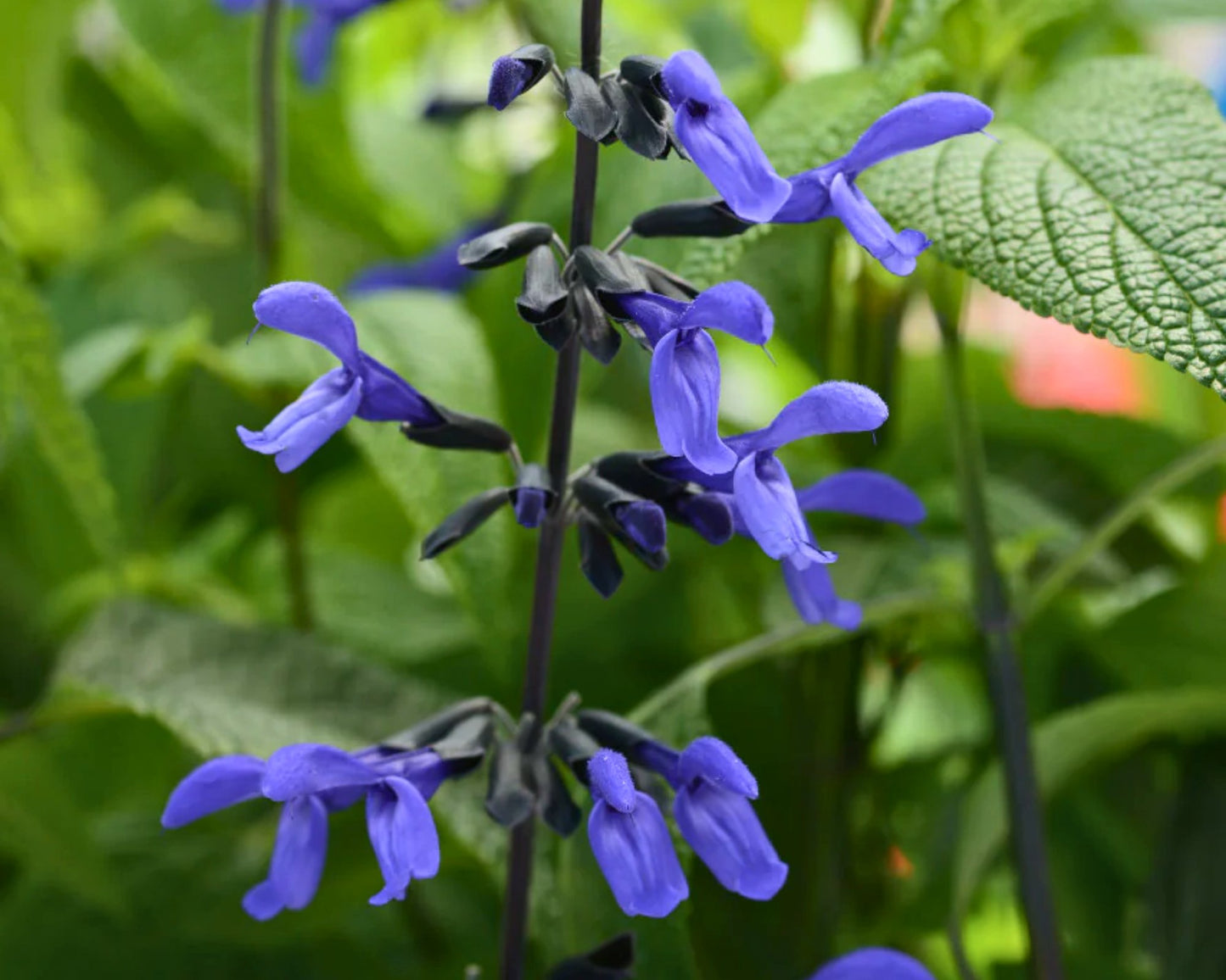 Salvia 'Black and Bloom' | Butterfly Magnet
