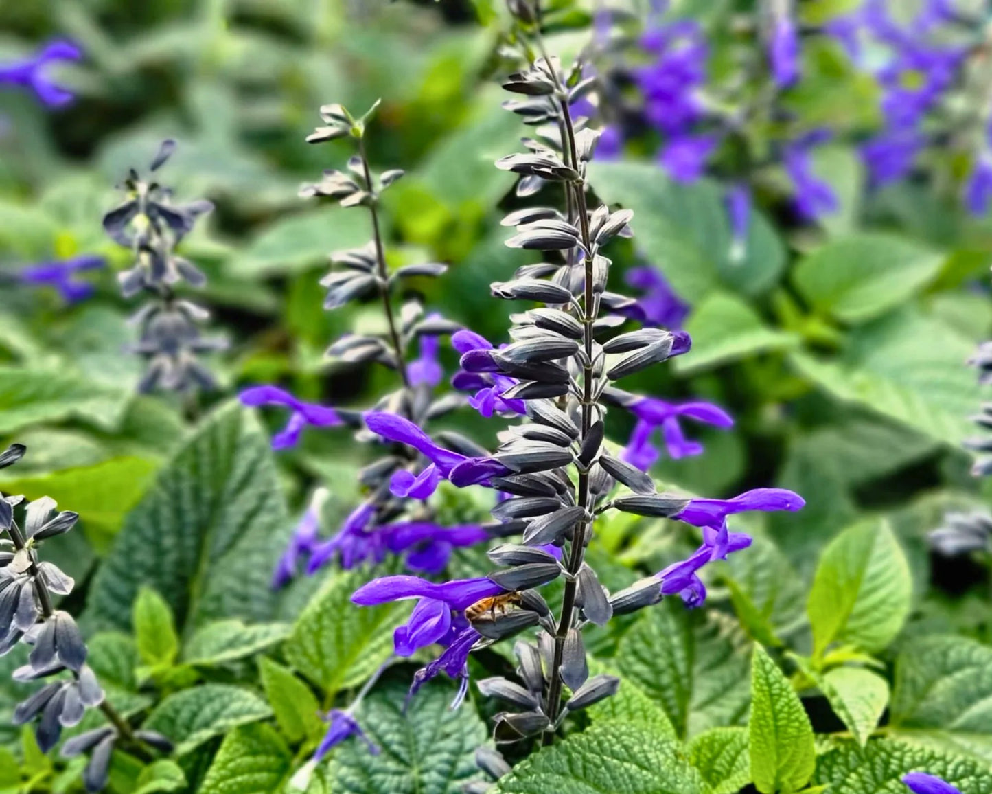 Salvia 'Black and Bloom' | Butterfly Magnet