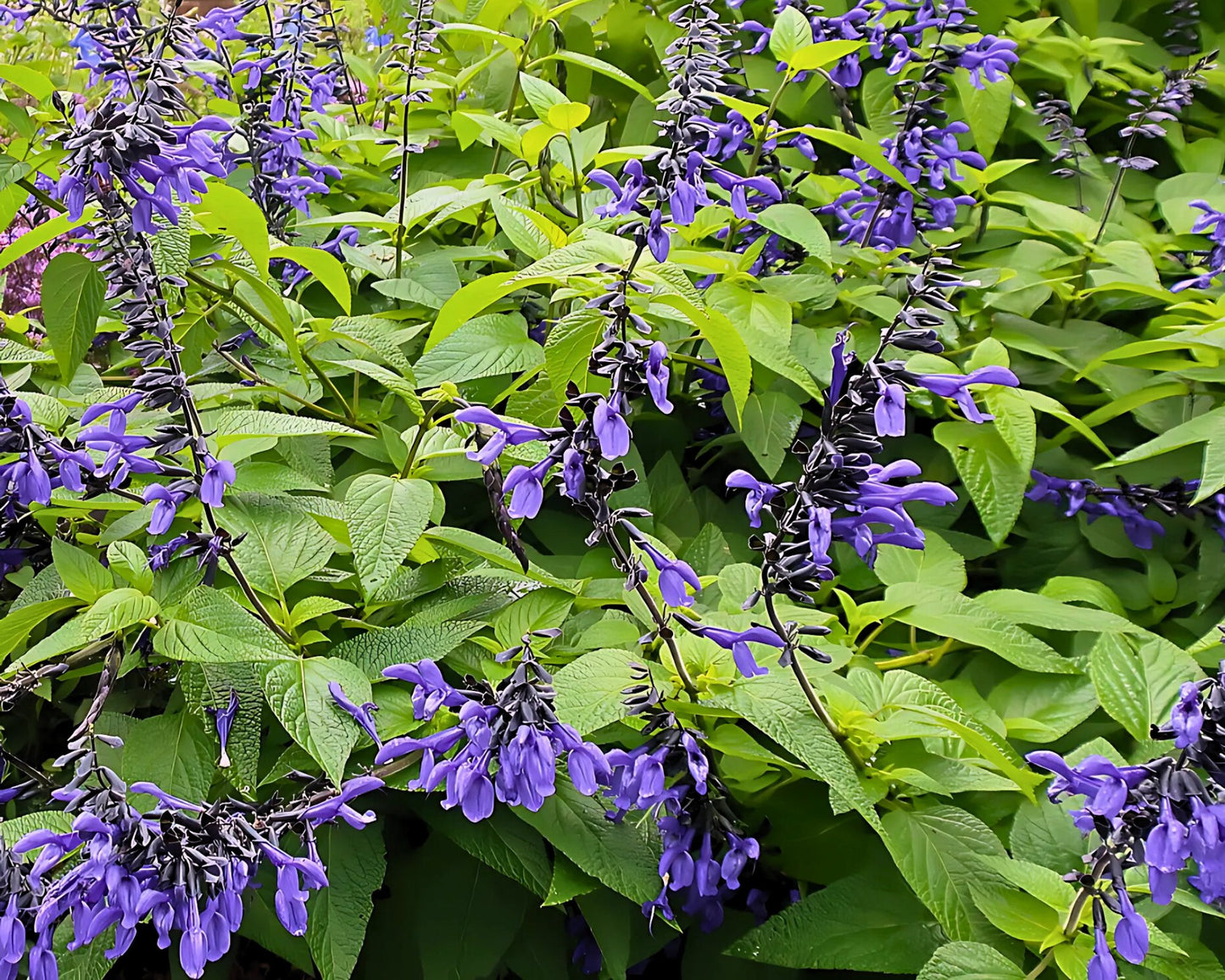 Salvia 'Black and Bloom' | Butterfly Magnet