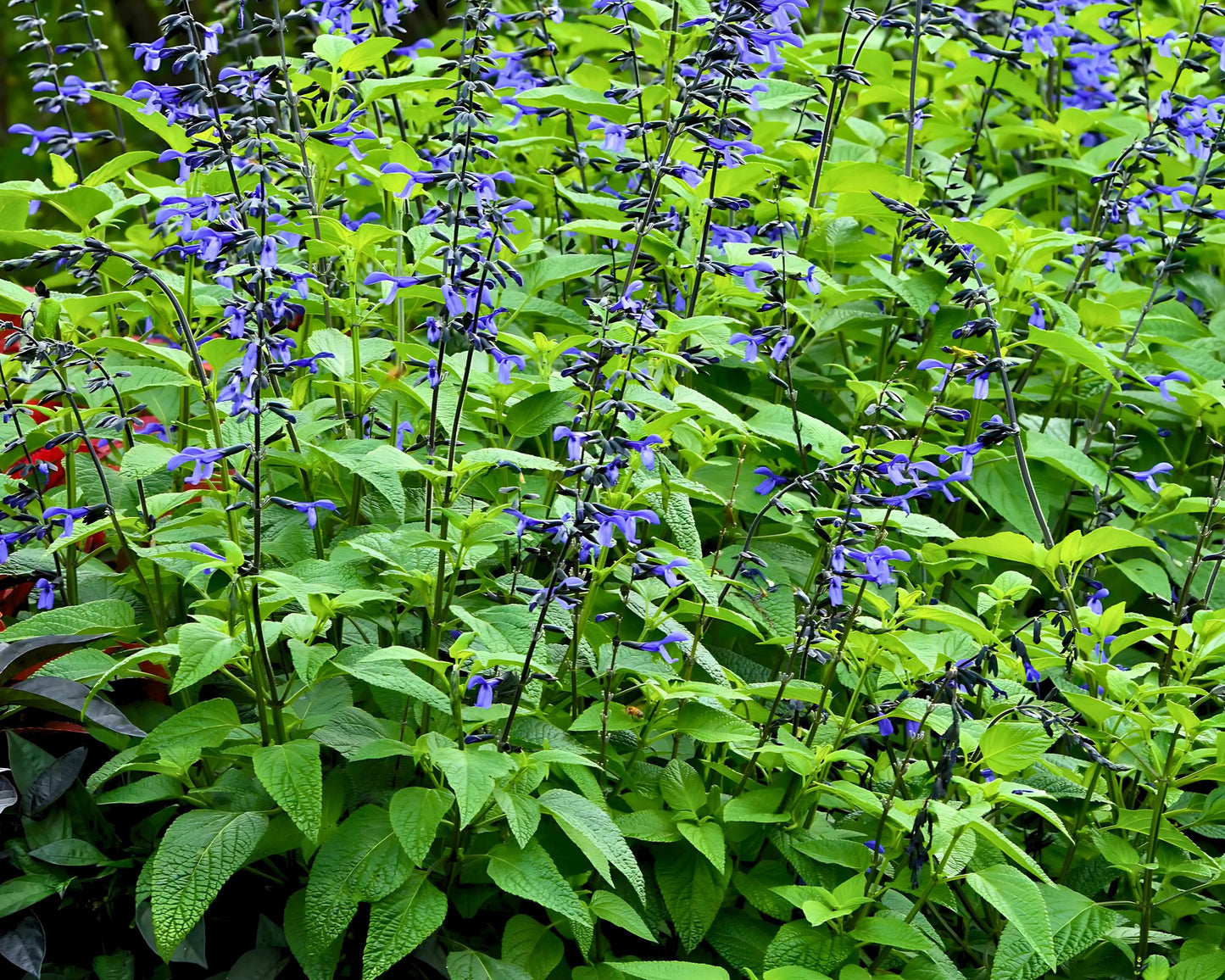 Salvia 'Black and Bloom' | Butterfly Magnet