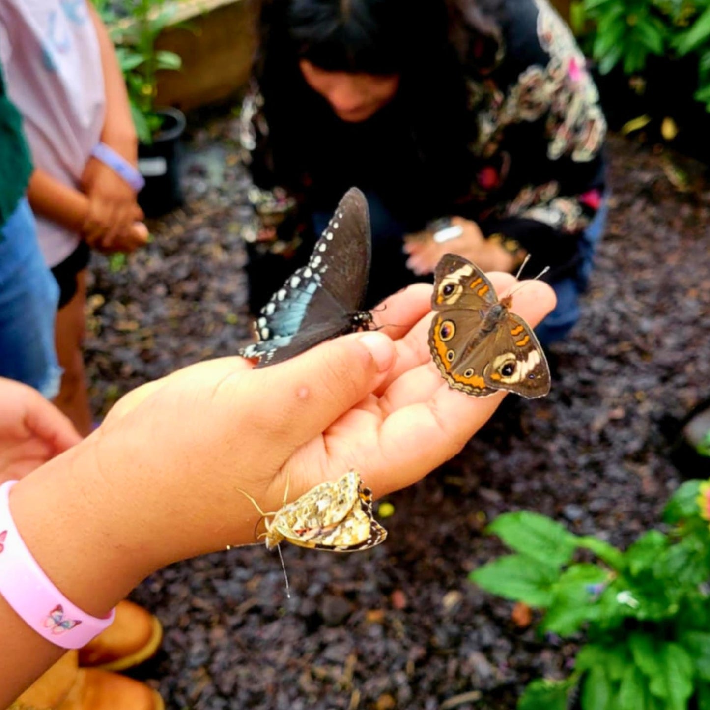Pollinator Pavilion Butterfly Release Experience