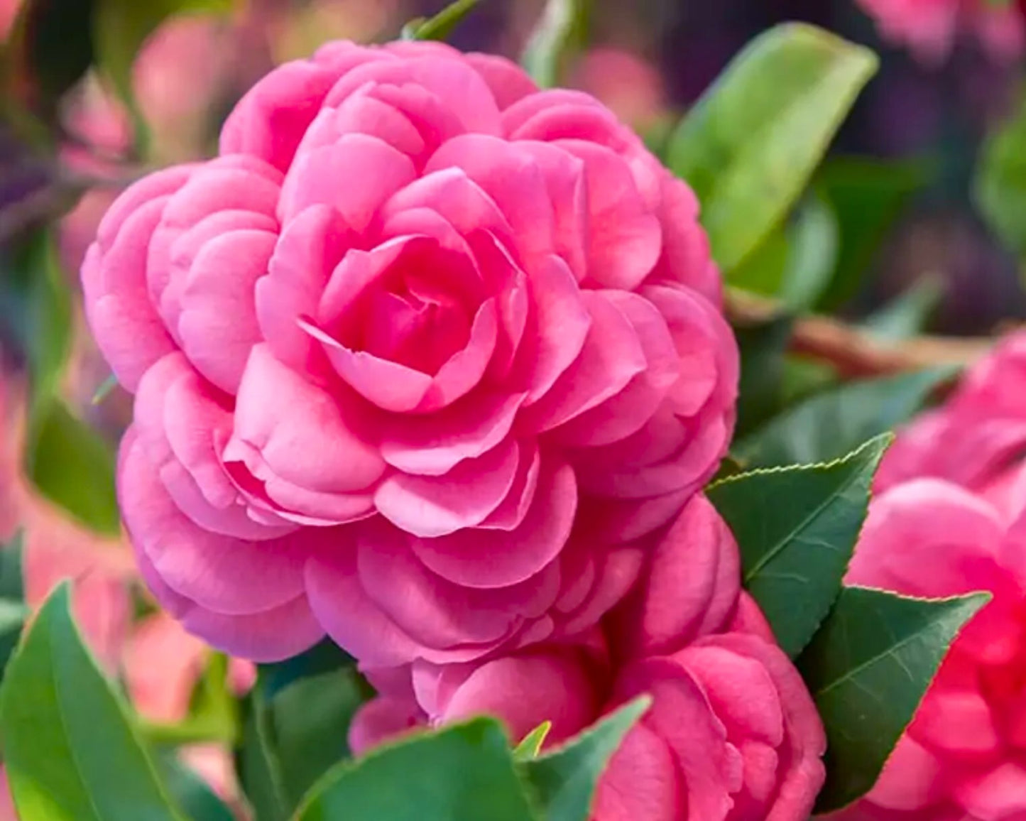 Camellia Japonica 'Early Wonder'