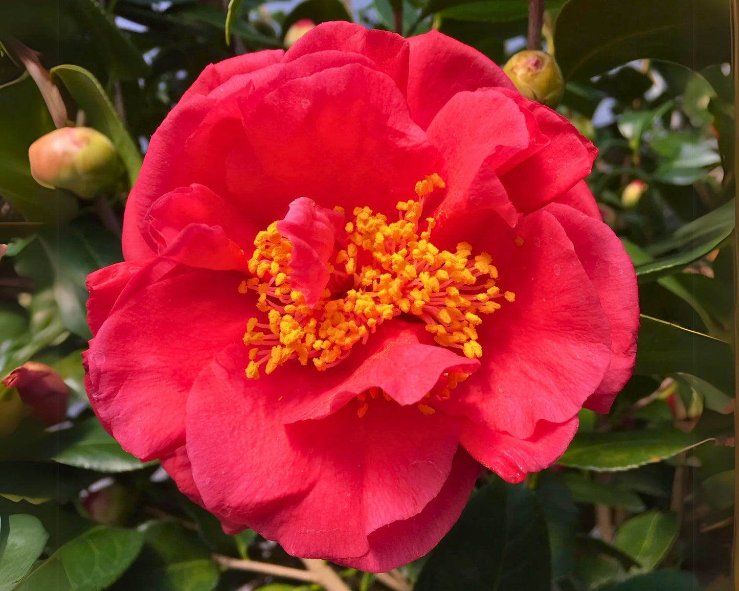 Camellia Japonica 'Turandot'