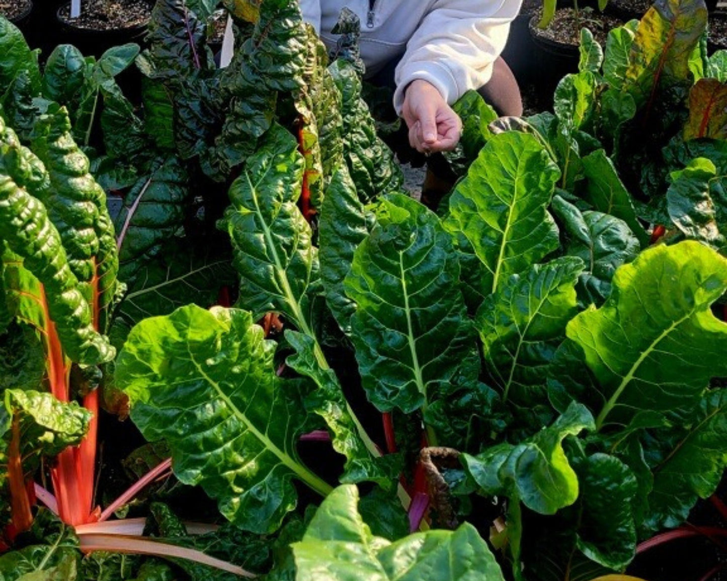 Swiss Chard 8 oz