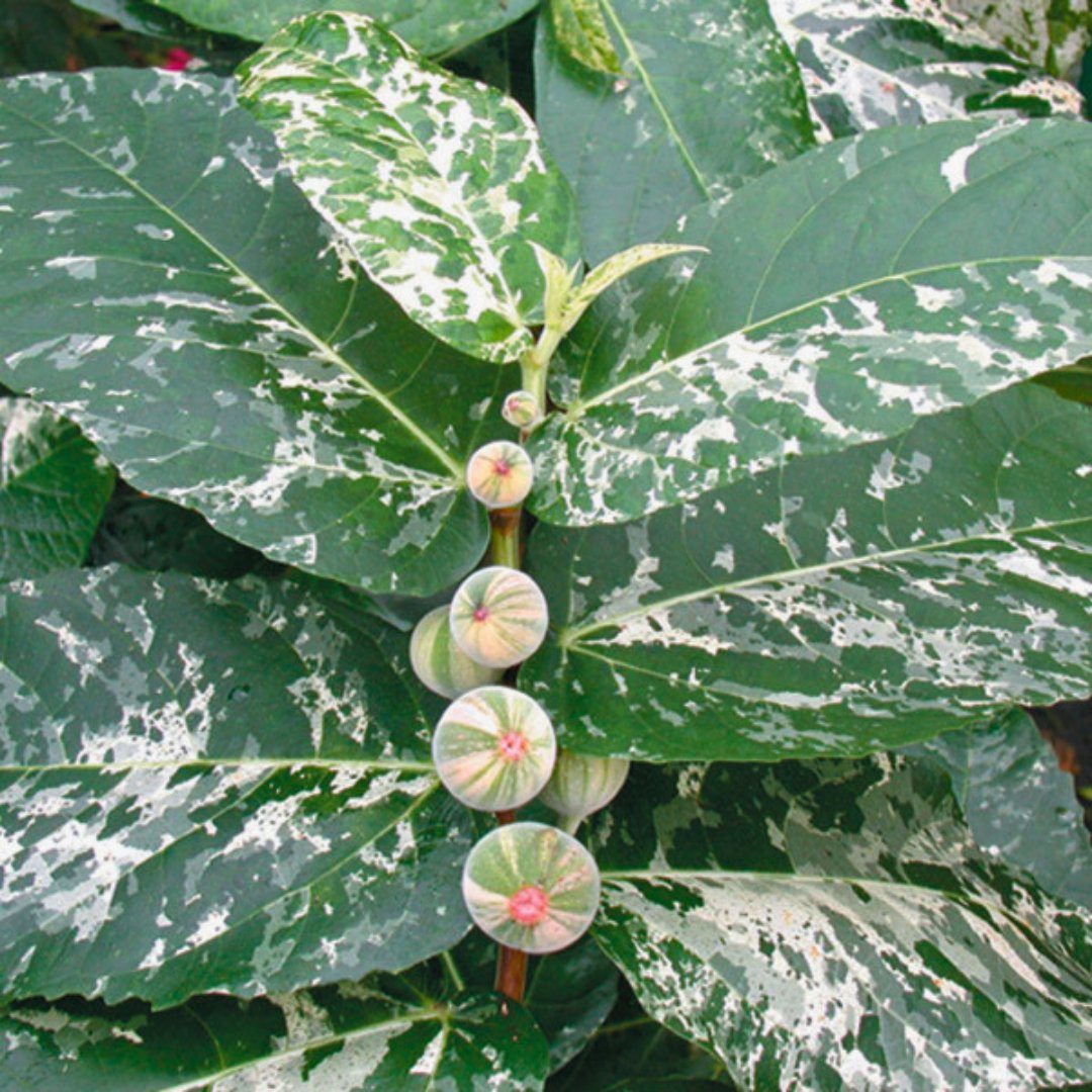 Ficus 'Clown' - Foliage Fest Preorder
