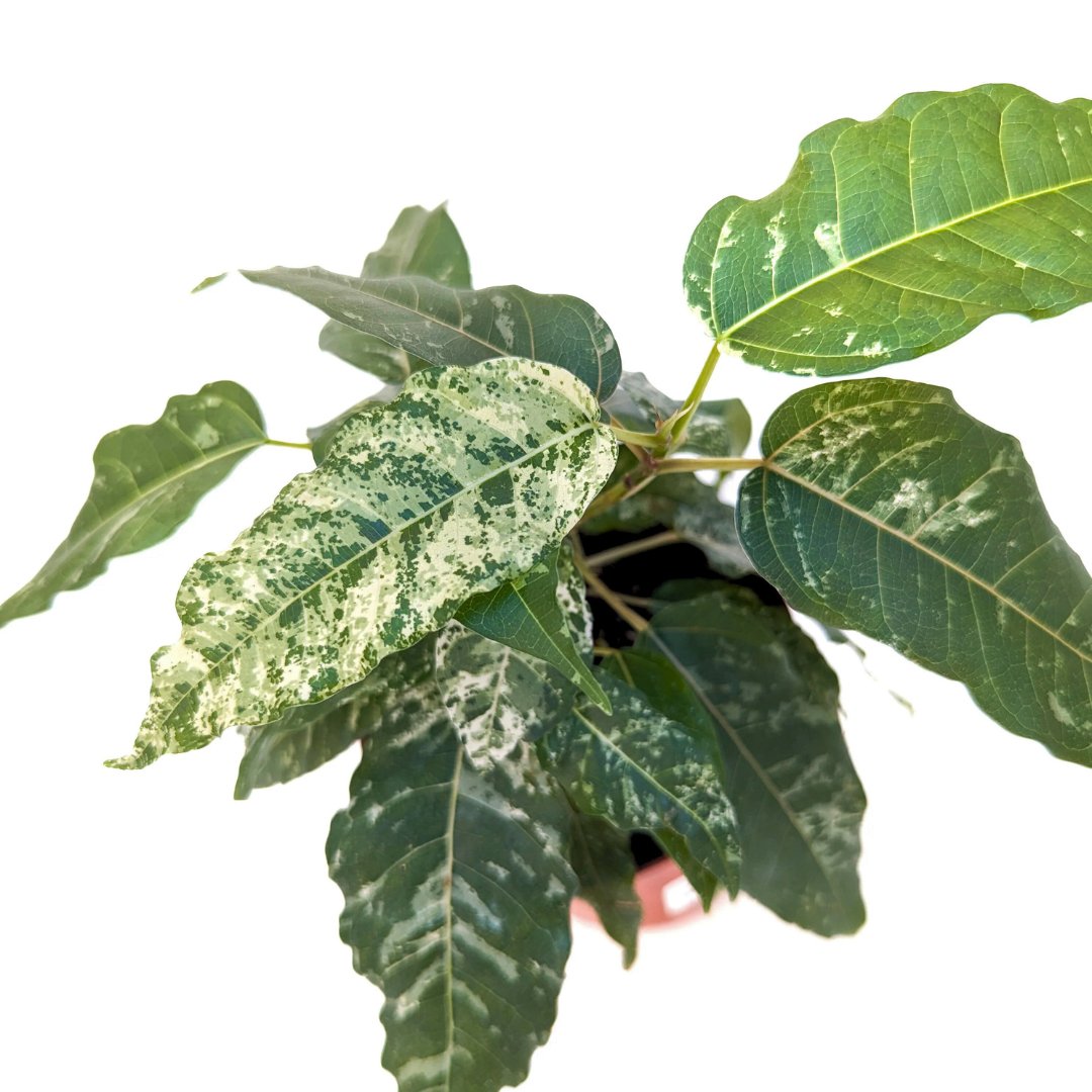 Ficus 'Clown' - Foliage Fest Preorder