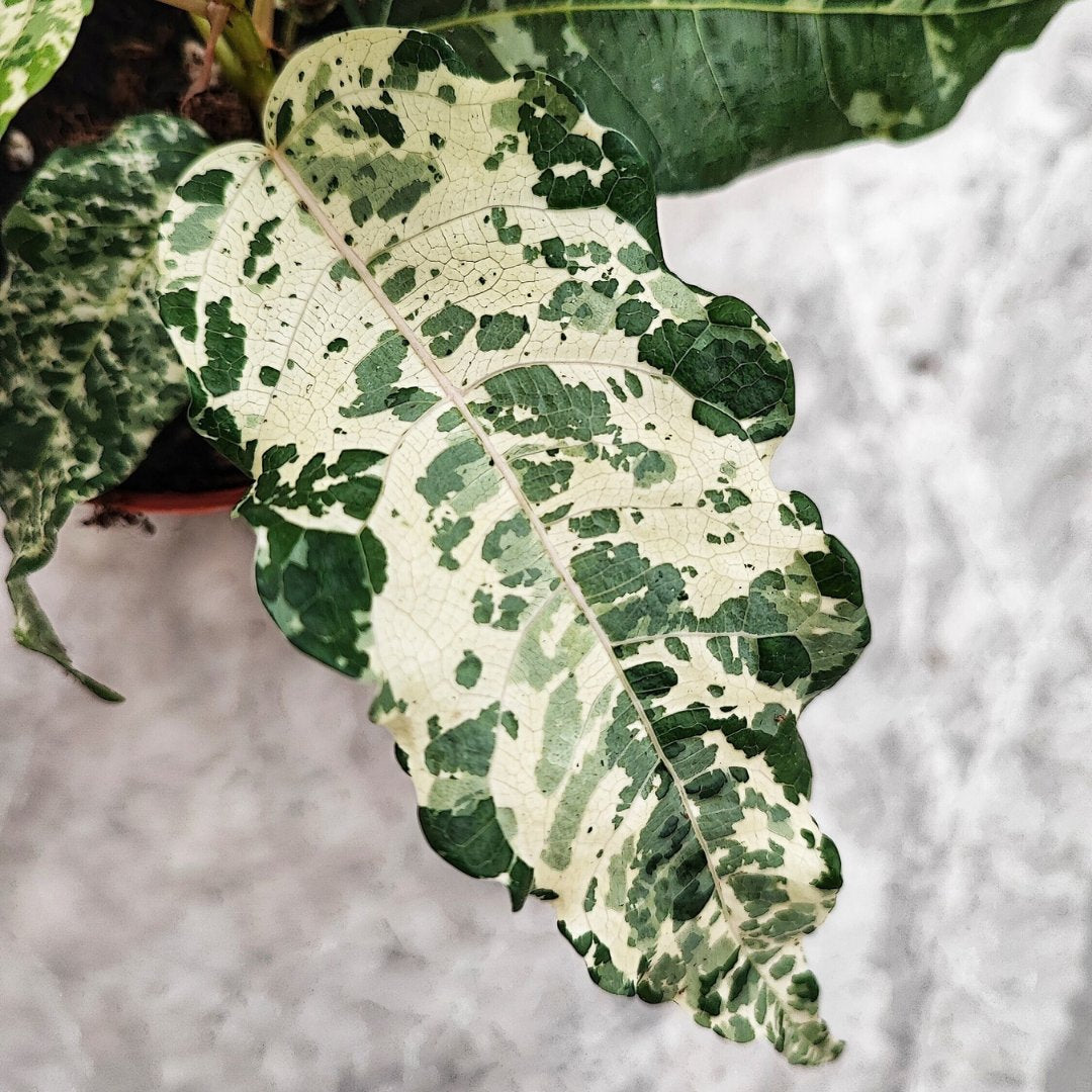 Ficus 'Clown' - Foliage Fest Preorder