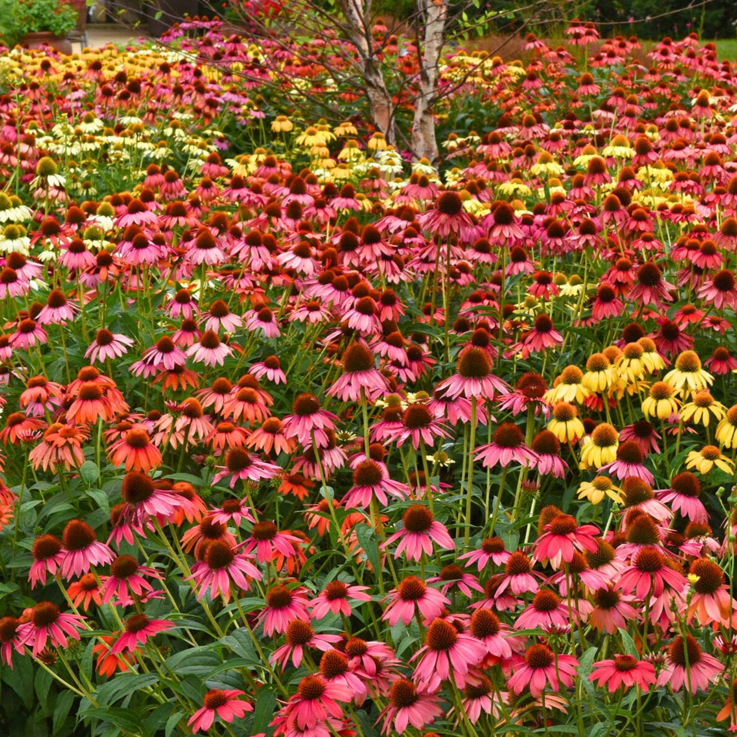 Echinacea ‘Cheyenne Spirit’ - Preorder
