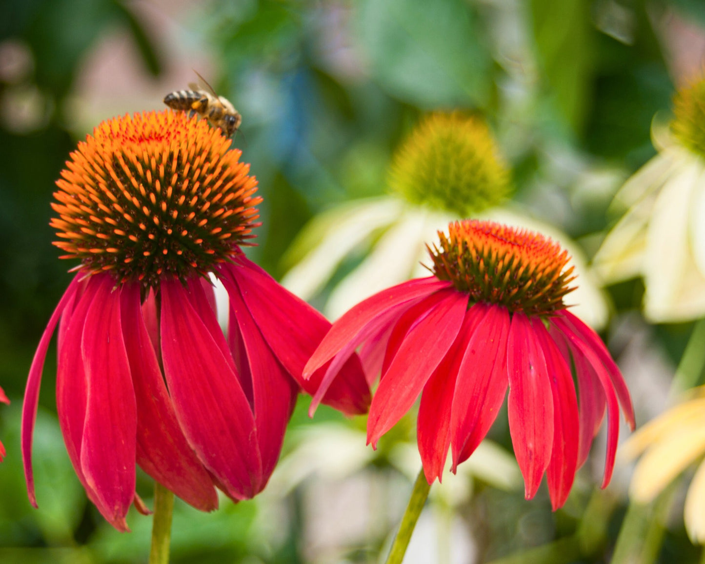 Echinacea ‘Cheyenne Spirit’ - Preorder