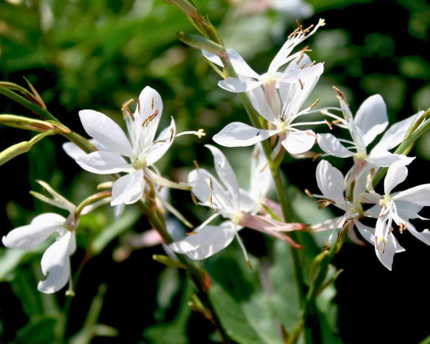 🌸 Sparkle White Gaura – ‘Whirling Butterflies’