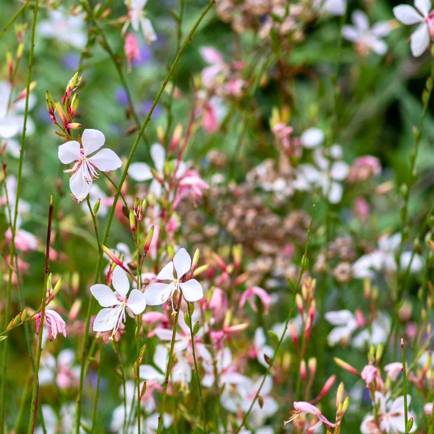 🌸 Sparkle White Gaura – ‘Whirling Butterflies’